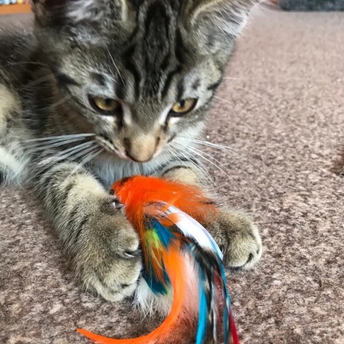 Percy parrot bird cat - percy,