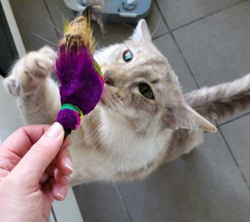 Findlay finch feather bird cat - findlay,