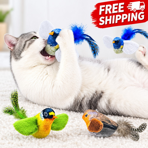 Bird design cat - design, toy