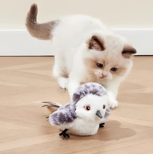 Cat interactive flapping bird - cat,